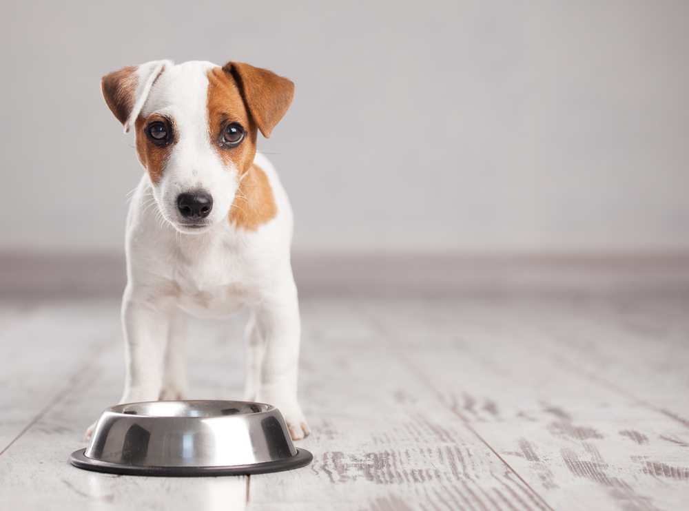 Alimentația câinelui: Ce înseamnă o dietă echilibrată a unui câine și ce trebuie să știm despre hrănirea patrupedului nostru